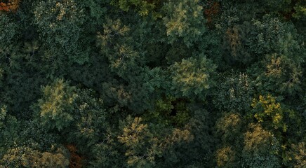 trees in the forest, top view, area view,  3D illustration, cg render