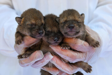 Golden jackal puppies in the hands of the veterinarian