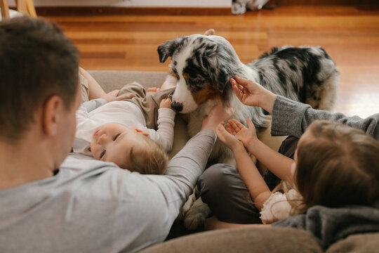 Family stroking Australian Shepherd at home