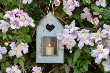 Dekoration mit Zink-Laterne und Blüten der Clematis montana 