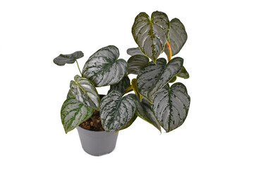 Tropical 'Philodendron Brandtianum' houseplant with silver pattern on leaves in flower pot on white...