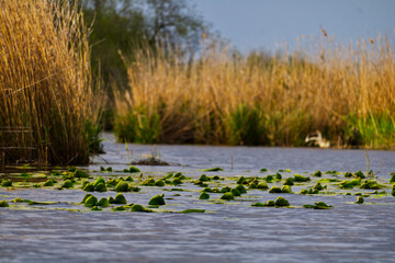Lily pads on the water in the Trubel