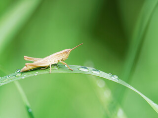 バッタの幼虫と雨の雫