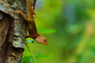 asia chameleon on tree