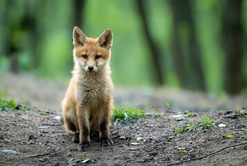 Cute young red fox in the forest ( Vulpes vulpes )