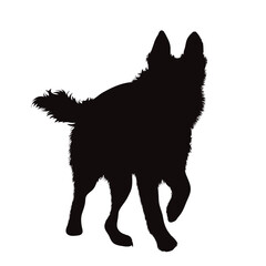 Vector silhouette of German Shepherd on white background.