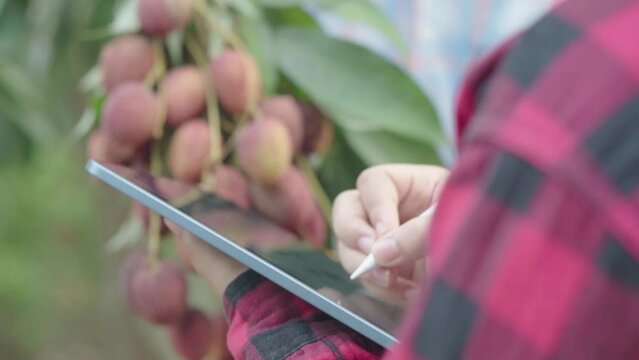 Cloes up hand Gardener woman picking fresh lychees in the garden and using a tablet to collect data on the number of lychees.