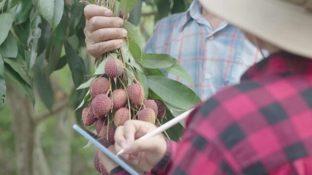 Cloes up hand Gardener woman picking fresh lychees in the garden and using a tablet to collect data on the number of lychees.