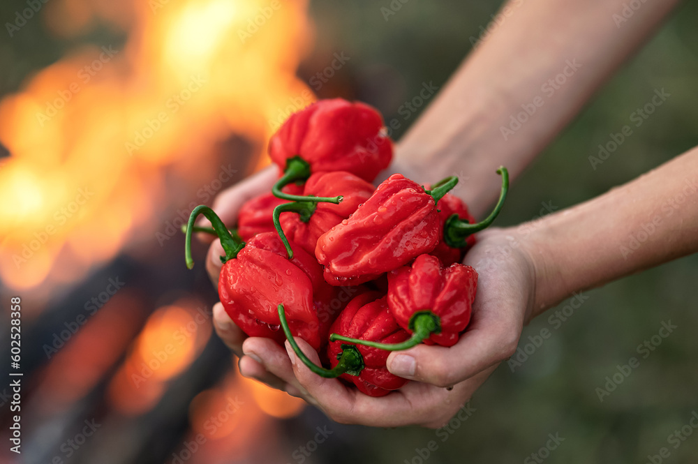 Wall mural Fiery red Habanero pepper in palms of woman. Harvest of peppers on background of fire. Spicy food. Mexican cuisine. Farmer is holding peppers. Growing plants. Top view. Close-up. Soft focus.  - Wall murals