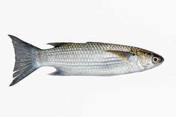 Grey mullet fish isolated on white background.selective focus.