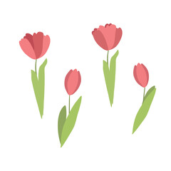 flat icon on white background tulip blooms . 8 March
