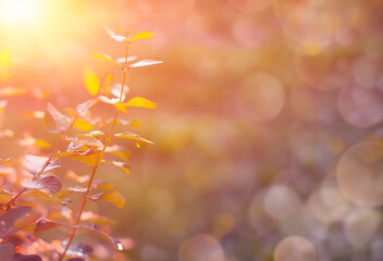 Beautiful nature background with plant branches, bokeh and defocused lights