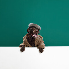 Chocolate colored, beautiful labrador in retro jacket and cap posing against green studio...