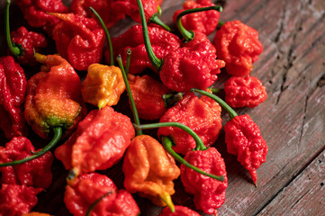 Red hot 7 Pot Brain Strain pepper. Lot of ripe peppers on wooden surface. Pepper harvest. Bright...