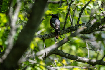 beautiful finch bird sits on a branch on a spring day against the blue sky