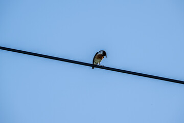 beautiful finch bird sits on a branch on a spring day against the blue sky