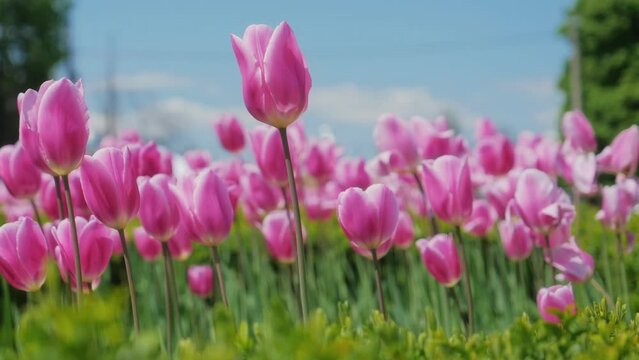 Alley of pink tulips in the Kyiv National Botanical Garden. City alley of blooming tulips. World Tulip Day. Park of bright beautiful flowers.
