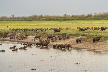 Fototapeta na wymiar A herd of capybara crossing a river with geese in the background Venezuela.