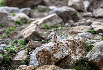 a beautiful bird - common linnet sits on a stone on a spring day against the backdrop of a meadow
