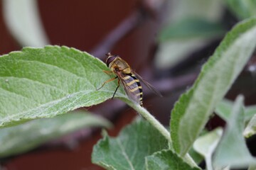 Schwebfliege - Eupeodes latifasciatus