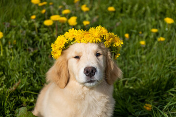 Puppy golden retriever labrador spaniel plays in the grass with dandelions with a stick, runs, jumps