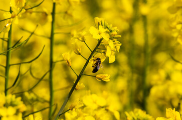 rapeseed flower field sunshine day