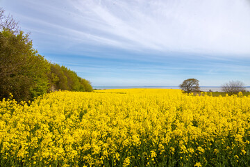 Obraz premium rapeseed flower field sunshine day