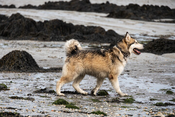 alaskan malamute husky shephered dog  walk on the beach