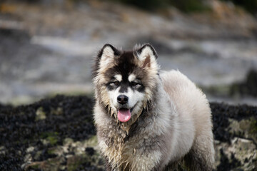 alaskan malamute husky shephered dog  walk on the beach