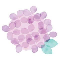 水彩風のピンクの紫陽花