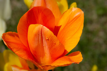 Pretty freshly bloomed colorful tulip in spring in the Canadian countryside in Quebec