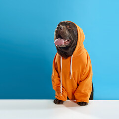 Beautiful, purebred, chocolate colored dog, labrador wearing orange hoodie, sitting with tongue sticking out against blue studio background. Concept of animals, pets fashion, vet, style. - obrazy, fototapety, plakaty