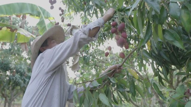 Asian senior male farmer harvesting fresh lychees at the orchard.