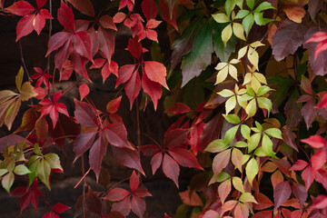 Red green and orange colorful ivy wall. Changing seasons autumn background