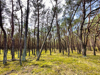 Panorama of the forest in spring. Beautiful view of the forest in spring.