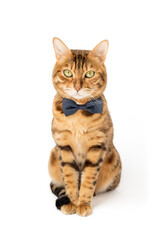 A cute red cat sits in a bow tie on a white background.