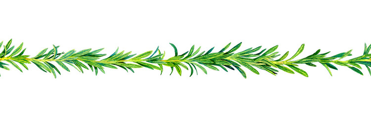 Rosemary branch seamless border. Hand drawing spice food. Frame, banner for postcard design, packaging, kraft paper, fabric for the kitchen.