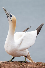 Basstölpel auf Helgoland