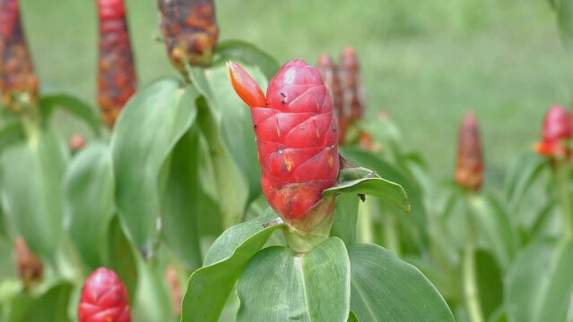 costus spicatus or also known as red indian head ginger surrounded by ants