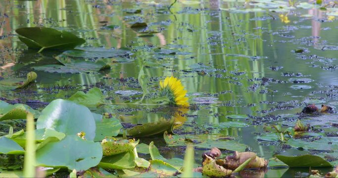 General Plan Shot Of A Flower Blooming In The Lake. A Relaxing And Peaceful Flower Scene. High Resolution Flower Shot. 6K