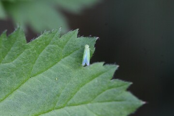 Obraz premium Zikaden Nymphe