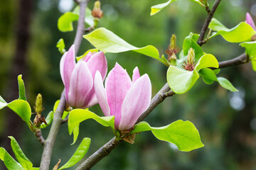 close up magnolia tree blossom in springtime. tender pink flowers bathing in sunlight. warm april...