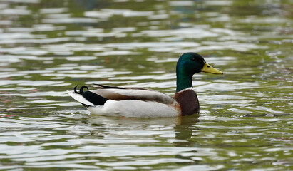 Duck swimming in the lake