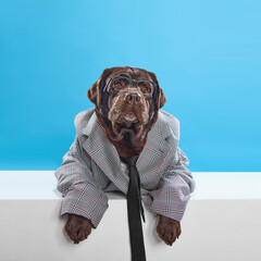 Chocolate colored dog, labrador wearing formal jacket, tie and glasses, sitting against blue studio background. Businessman. Concept of animals, pets fashion, art, style, care, vet. Copy space for ad