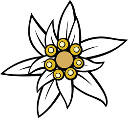 Edelweiss flower PNG illustration