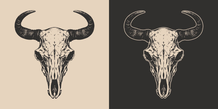 Set of vintage retro scary spooky cow bull skull head skeleton. Cowboy Native American. Can be used like emblem, logo, poster or print. Monochrome Graphic Art. Vector. Hand drawn element in engraving
