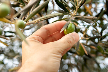 Hand holding olive branch.Selective focus.