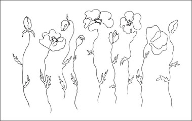 Set of poppies outline. Vector vegetal botanical decorative elements in black and white, contours and different forms and silhouettes of poppies, one line painting.