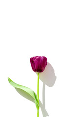 Creative layout made of beautiful tulip flower closeup on white background with shadow. Minimal style. Nature concept. Greeting card theme.