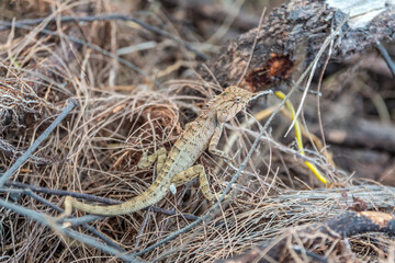 The Changeable lizard (Calotes versicolor) on the pine tree